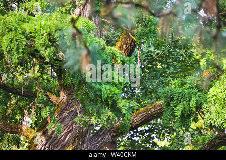 forestscape summer background hdr Stock Photo