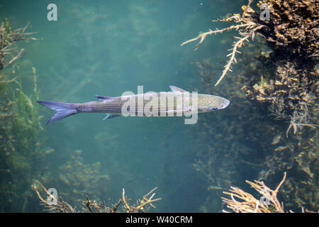 Flathead Grey Mullet, Mugil Cephalus, taken in the harbour at Mylor, Cornwall, England. Stock Photo