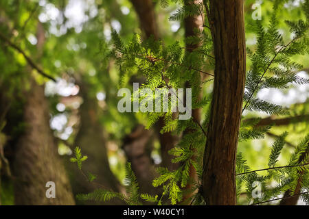 forestscape summer background hdr Stock Photo