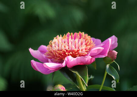 Peony Neon.  Japanese pink peony flower. Paeonia lactiflora (Chinese peony or common garden peony) Stock Photo