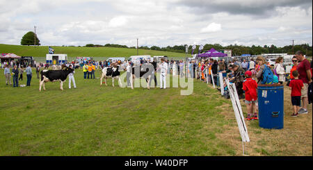 Showing Cattle at an agricultural show in Ireland Stock Photo