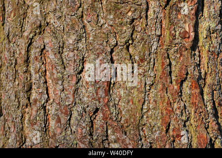 tree bark texture high quality  background Stock Photo