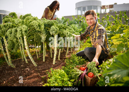 Friendly team harvesting fresh vegetables from the rooftop greenhouse garden and planning harvest season Stock Photo