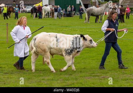 Female handler leading Belgian Blue bull calf in a show ring. Stock Photo