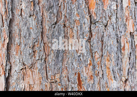tree bark texture high quality  background Stock Photo