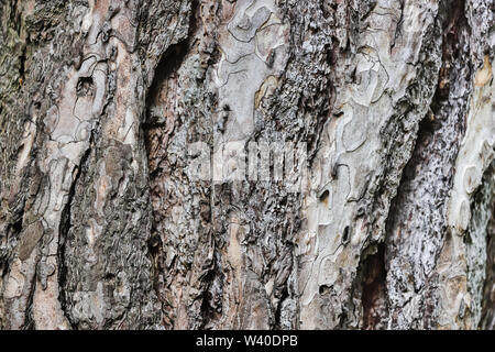 tree bark texture high quality  background Stock Photo