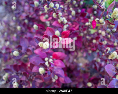 Red leaves bush with little fury white flowers in bloom, blurred background Stock Photo