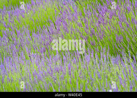 A field of Lavender in flower, soft focus front and back, sharp in mid range, colours green amd lilac. Stock Photo