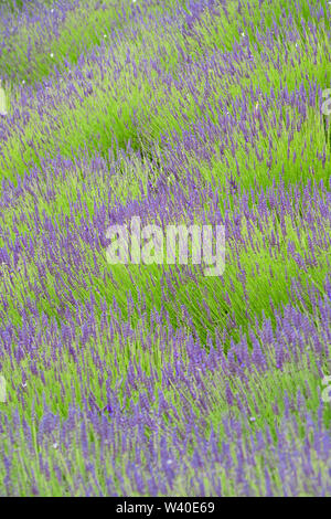 A field of Lavender in flower, soft focus front and back, sharp towards centre, colours green amd lilac. Stock Photo