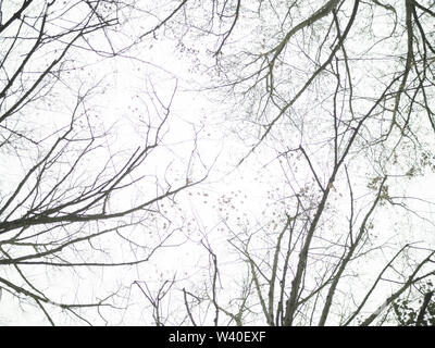 Leafless treetops and branches on white background Stock Photo
