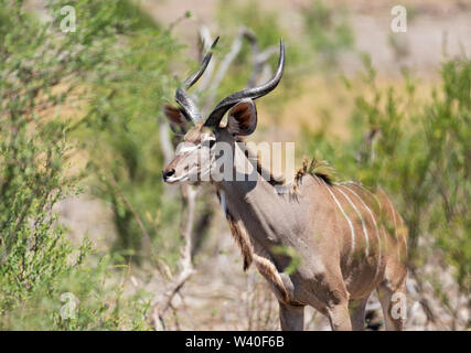 Greater Kudu in Khaudum National Park Namibia Stock Photo