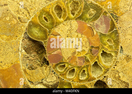 Great ammonite shell viewed in section, revealing the internal chambers ...