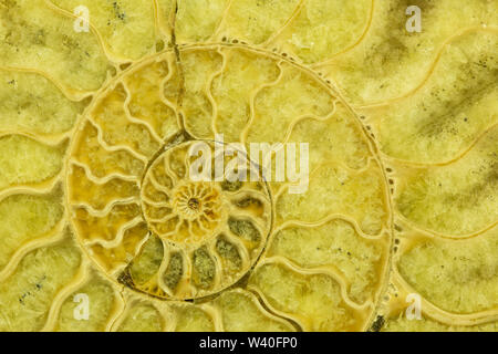 Great ammonite shell viewed in section, revealing the internal chambers ...