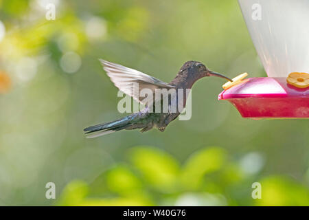 Violet Sabrewing Hummingbird in Flight in the Monteverde Cloud Forest in Costa Rica Stock Photo