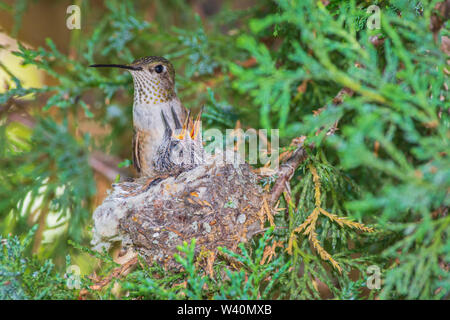 Female Broad-tailed Hummingbird (Selasphorus platycercus) with young in nest of Rocky Mountain Juniper tree, Castle Rock Colorado US. Photo in July. Stock Photo