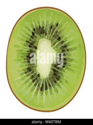 kiwi fruits vector illustrations. Stock Vector