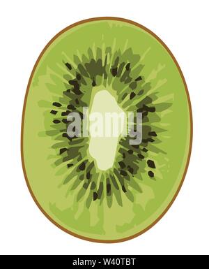 kiwi fruits vector illustrations. Stock Vector