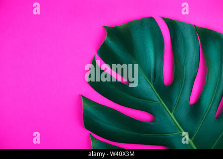 One tropical jungle monstera leaf isolated on pink background. Stock Photo