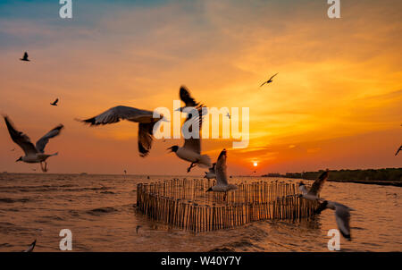 Beautiful sunset sky and clouds over the sea. Bird flying near abundance mangrove forest. Mangrove ecosystem. Good environment. Landscape of seashore Stock Photo
