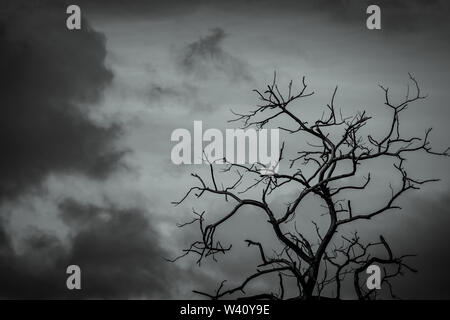Silhouette dead tree on dark dramatic sky background for scary or death. Leafless tree branch. Hopeless, despair,sad and lament concept. Scary forest. Stock Photo