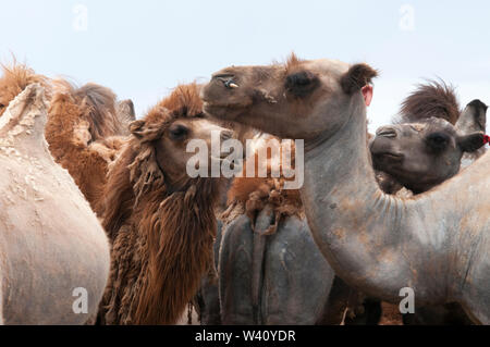 Bactrian camels confined to a corral in the Central Gobi region, Mongolia Stock Photo