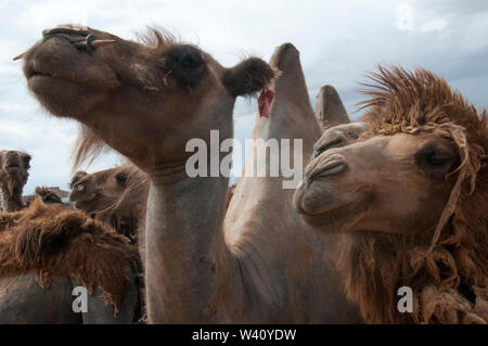 Bactrian camels confined to a corral in the Central Gobi region, Mongolia Stock Photo