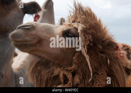 Bactrian camels confined to a corral in the Central Gobi region, Mongolia Stock Photo