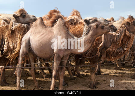 Bactrian camels confined to a corral to await shearing, in the Central Gobi region, Mongolia Stock Photo