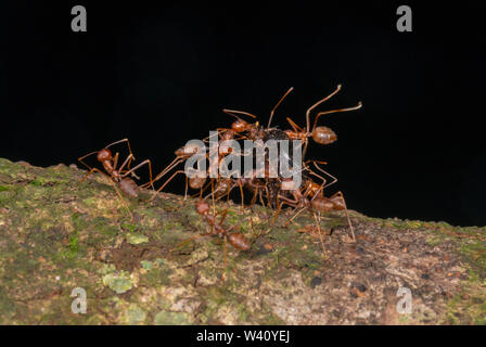 Red Ants carrying their Prey on a tree bark seen at Garo Hills,Meghalaya,India Stock Photo