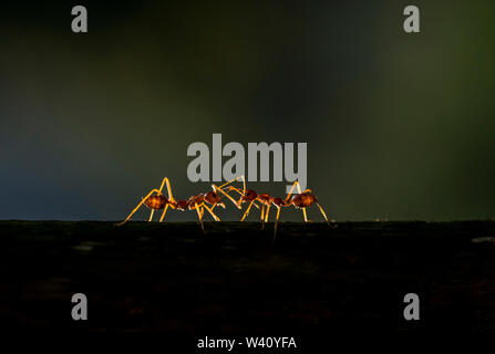 Red Ants on a tree bark seen at Garo Hills,Meghalaya,India Stock Photo