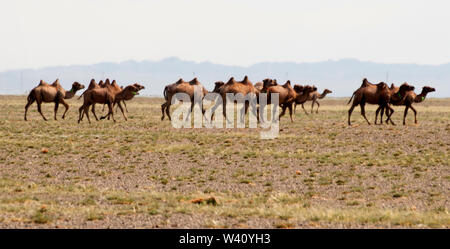 Herd of Bactrian camels in the Gobi Desert, Mongolia Stock Photo