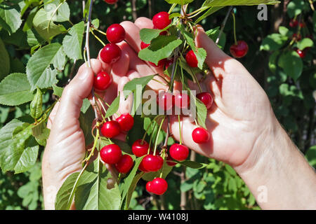 Woman farmer harvesting ripe cherries fruits. Hands with fruits  against  green leaves Stock Photo