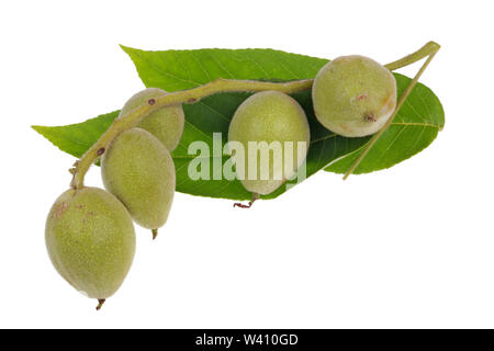 Five green unripe walnuts on one branch with leaves. Isolated on white studio macro Stock Photo