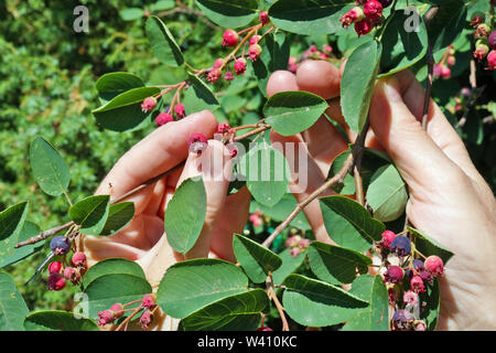 Woman farmer harvesting  buckthorn wild berries. Hands with fruits  against  green leaves Stock Photo