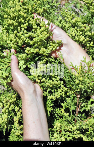 Summer works in a garden  concept. The woman - farmer care the  evergreen thuja  tree hedge  branches. Stock Photo