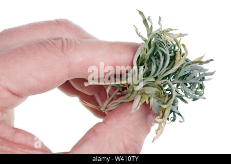 An elderly man holds in his hand a bunch of dry grass Wormwood. Used for making absinthe . Isolated on white macro Stock Photo