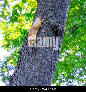 Squirrel on a tree looking straight into the camera Stock Photo