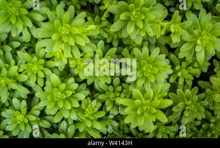 Sedum luteoviride, leaf succulents flowering plants in the family Crassulaceae Stock Photo