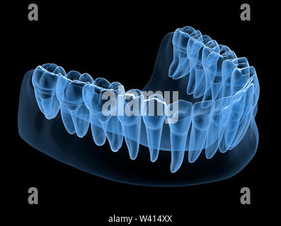 Dental Anatomy of mandibular human gum and teeth, x-ray view. Medically accurate tooth 3D illustration Stock Photo