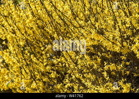 Forsythia possibly 'Fiesta', a genus of flowering plants in the olive family Oleaceae. Notably has no scent. Stock Photo