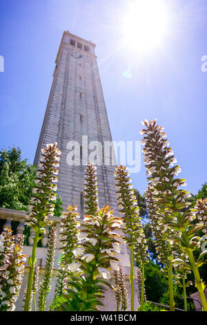 Bear's Breech (Acanthus mollis) flowers blooming at the base of Sather tower (the Campanile); bright sun and blue sky background; UC Berkeley, San Fra Stock Photo