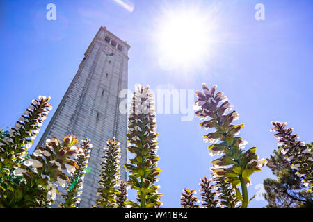 Bear's Breech (Acanthus mollis) flowers blooming at the base of Sather tower (the Campanile); bright sun and blue sky background; UC Berkeley, San Fra Stock Photo