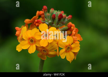 Close up of a candelabra primrose (primula bulleyana) in bloom Stock Photo