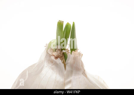 fresh sprouted onion with flakes isolated on white Stock Photo