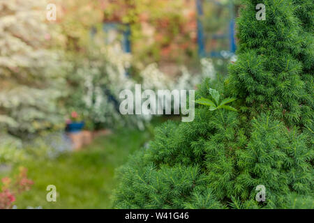 May in the garden. Polish may in the garden. Spring evening. Poland Mazovia. Yew and wild wine. Stock Photo