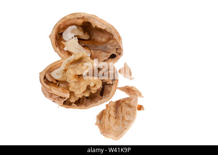 Walnut in shell isolated on white background Stock Photo