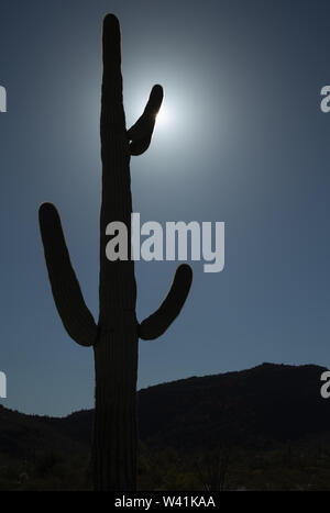 Saguaro or Sahuaro (Carnegiea gigantea) shaped like a man. Typical columnar  cactus from the Sonoran Desert, Mexico. monotípicoc is a species of greater  size among the cacti . KEY WORDS: surreal, alien