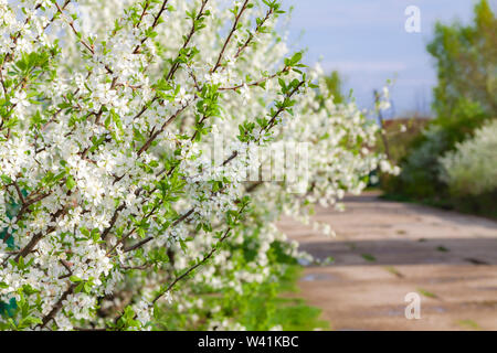 Spring, branches with flowers of bird cherry against the blue sky. Stock Photo