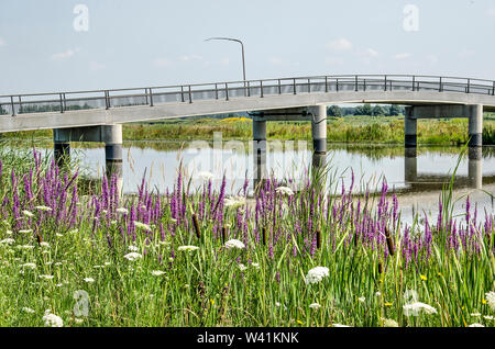 Purple loosetrife, grasses and other vegetation at the bank of a creek in the Noordwaard section of Biesbosch national park  in the Netherlands with a Stock Photo