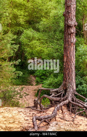A lonely pine tree with beautiful horses stands on a cliff on the background of a green forest Stock Photo